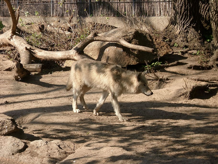 wolf, animals, zoo, predator, wolves, white wolf, mammal, animal themes HD wallpaper
