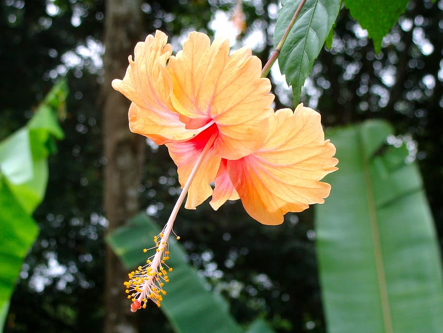 flower, flowers, chinese hibiscus, chinese rose, a yellow flower, HD wallpaper