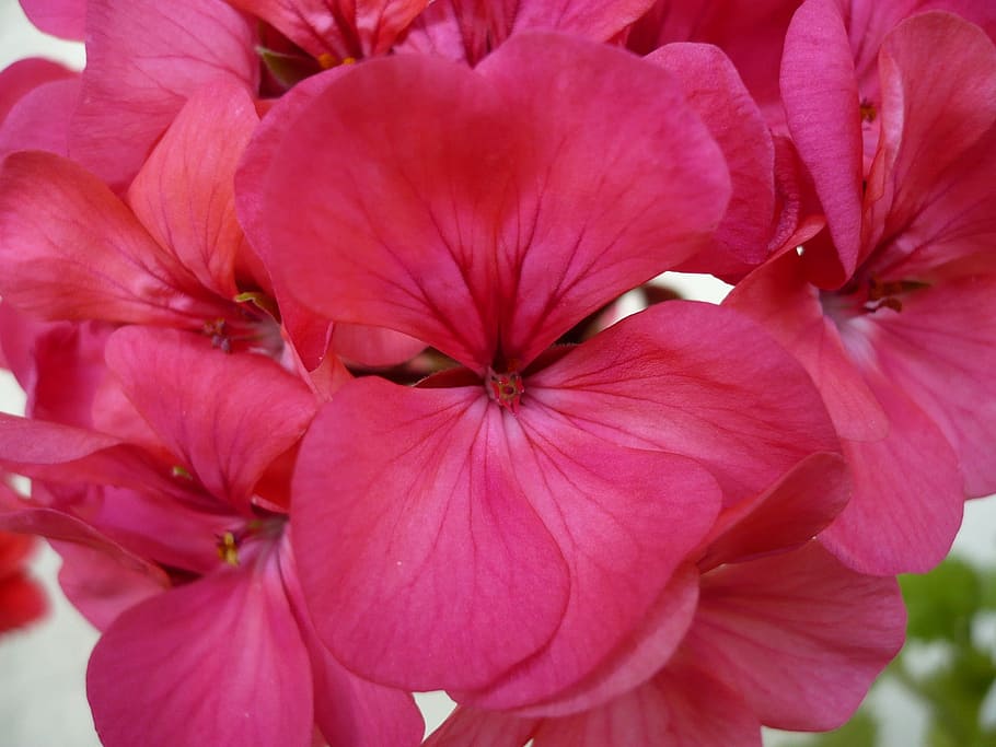 geranium, flower, pink, beautiful, macro, close, nature, pink flower HD wallpaper