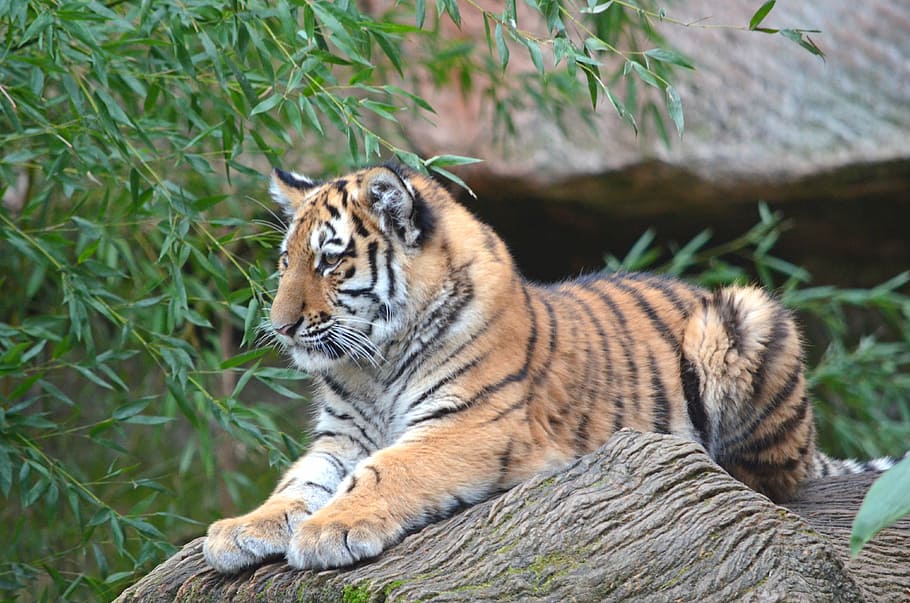 tiger, animals, zoo, nuremberg, tiger cub, cat, amurtiger, wild animal, HD wallpaper