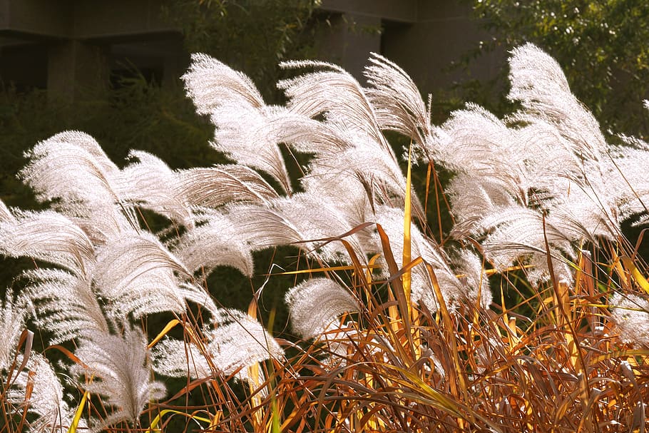 Reed, Plants, Nature, silver pool, in autumn, outdoors, bird HD wallpaper