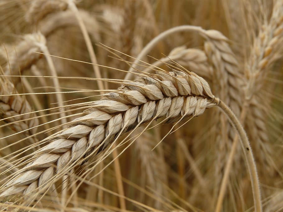 selective focus photography of rice grain, spike, rye, cereals HD wallpaper