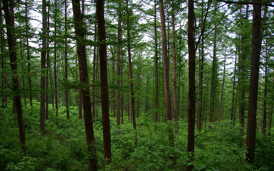 klitschko, whether or not, forest, plant, tree, land, tranquility HD wallpaper
