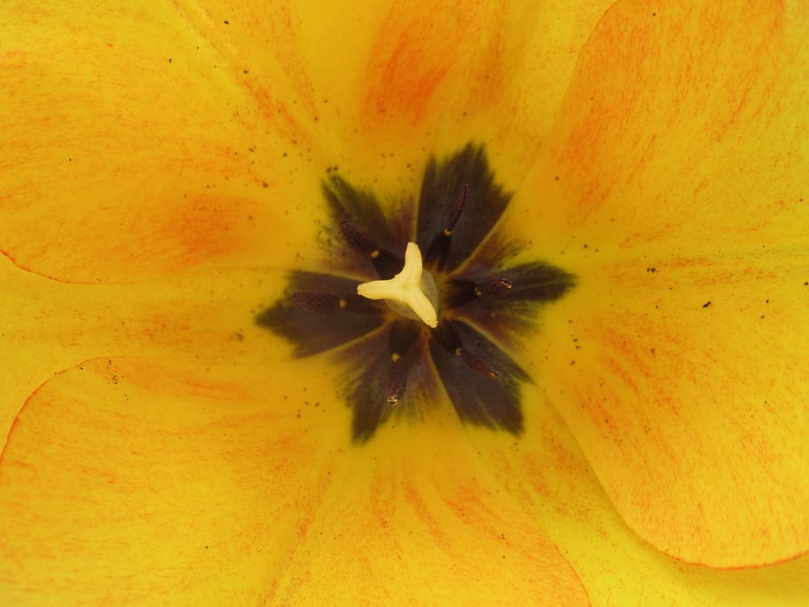 spring, tulip, flower, flowering plant, petal, inflorescence HD wallpaper