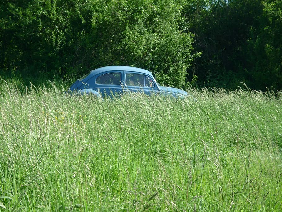 Beetle, Vw, Grass, Auto, Old, Oldtimer, arable, field, green color HD wallpaper