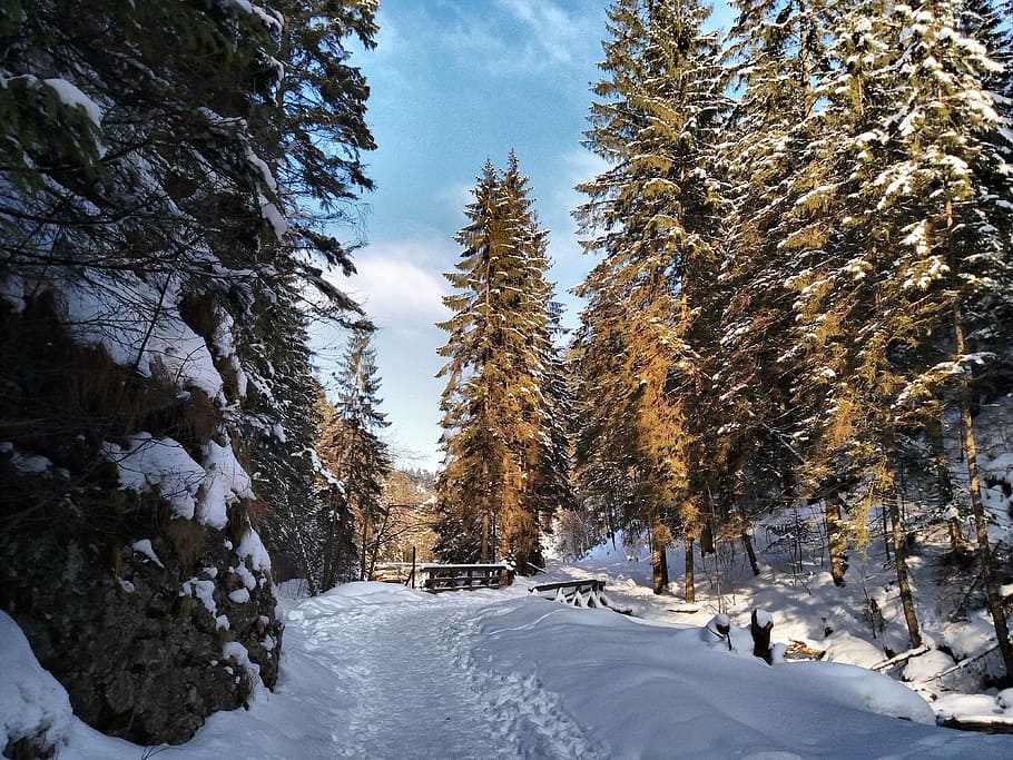 winter, snow, landscape, forest, tree, biel, white, cold temperature HD wallpaper