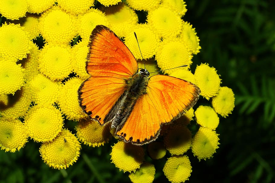 yellow butterfly on yellow flowers, closeup photo of orange and black butterfly perching on yellow flowers HD wallpaper