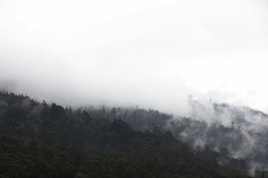 Up in the Hills, green leafed trees with sea of clouds, mountain side HD wallpaper