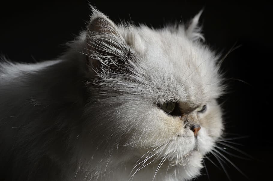 cat, fluffy, pet, domestic, one animal, animal themes, pets HD wallpaper