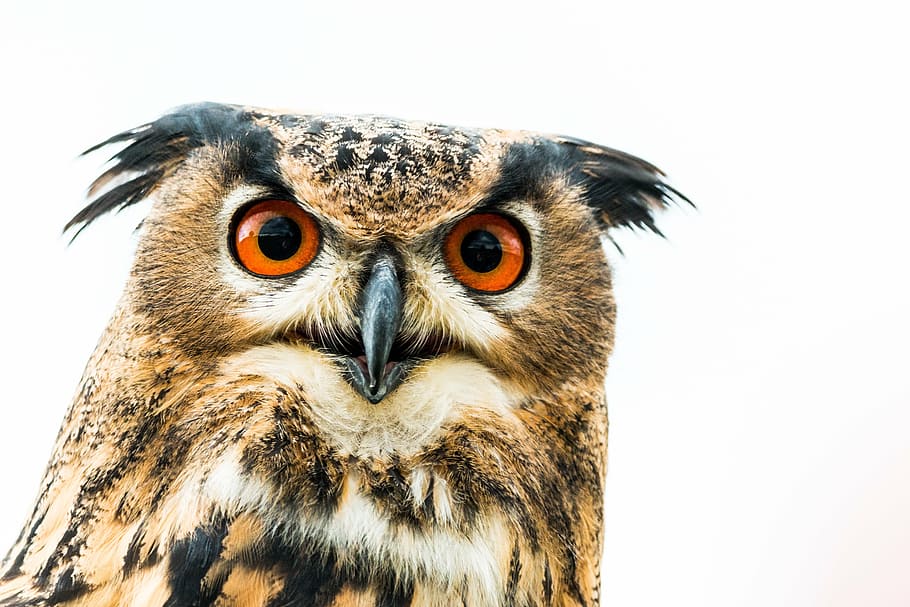 brown and black owl closeup photography, eagle owl, bubo bubo, HD wallpaper