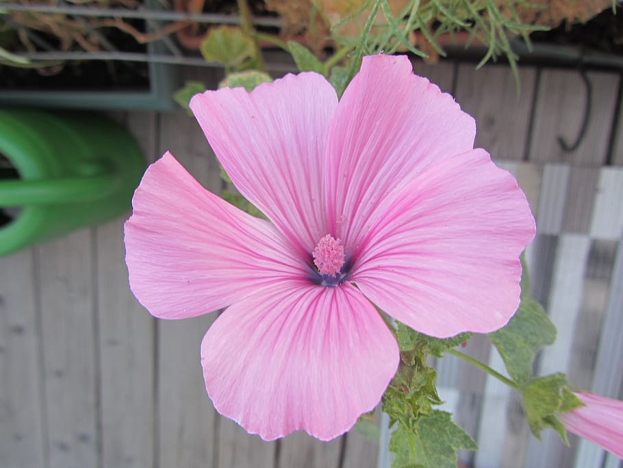 flower, pink, spring, plant, pink flower, blossom, bloom, flowering plant HD wallpaper