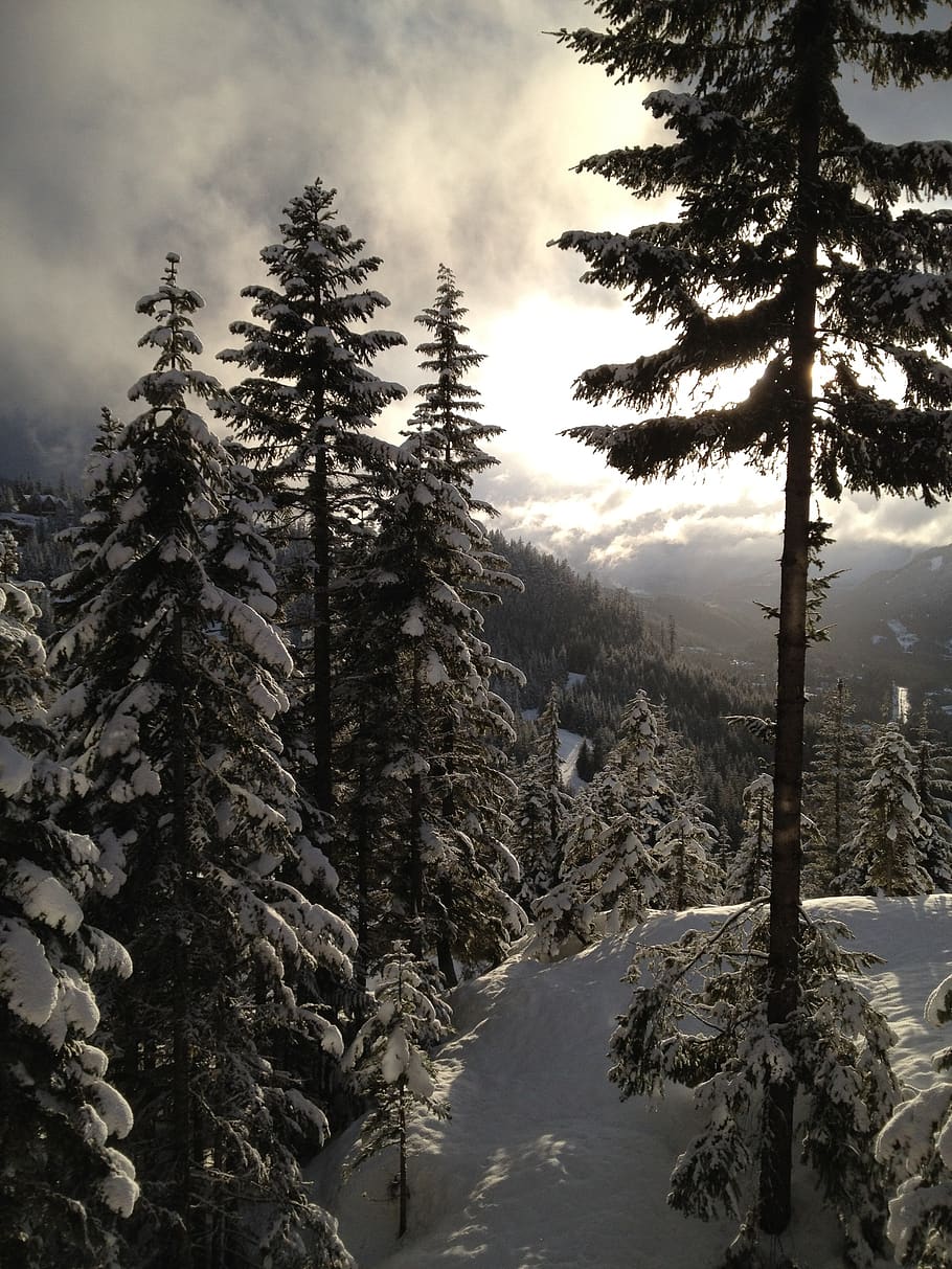 tree, pine, pine trees, landscape, fir, winter, coniferous HD wallpaper