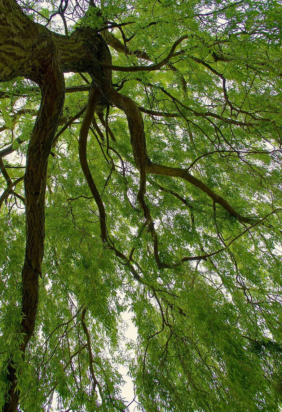 willow, tree, branch, branches, seasons, spring, green, summer HD wallpaper
