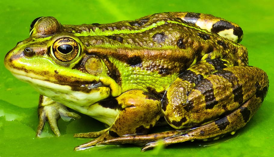 green and brown frog close-up photography, animal, water, pond, HD wallpaper