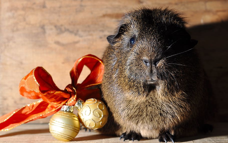 guinea pig, smooth hair, black buff-agouti, christmas, rodent, HD wallpaper