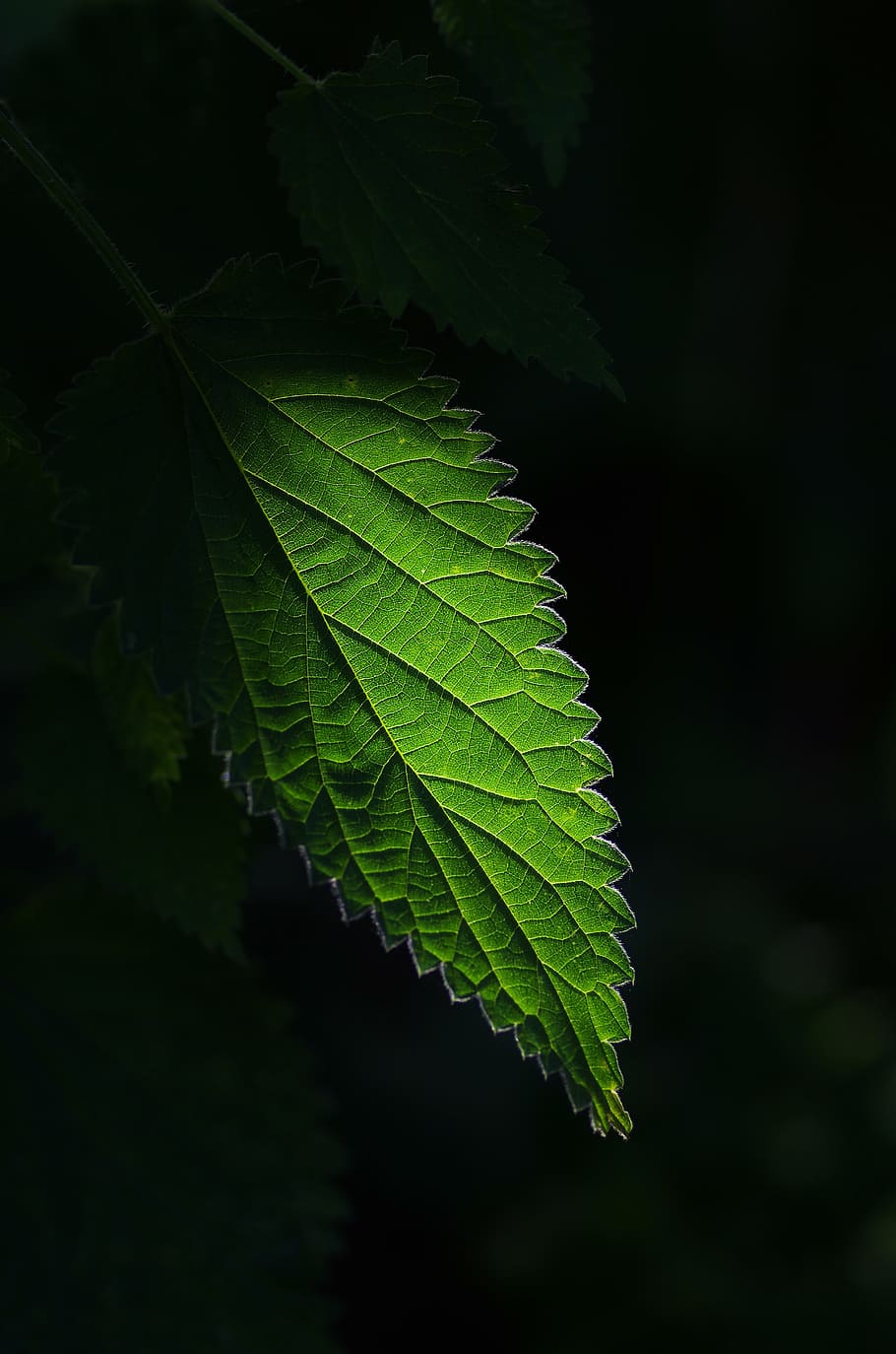 green leaf plant, nettle, green color, agriculture, growth HD wallpaper