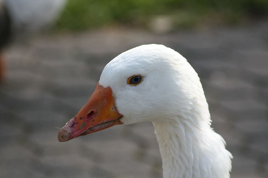 duck, feather, water bird, animal themes, one animal, animals in the wild HD wallpaper