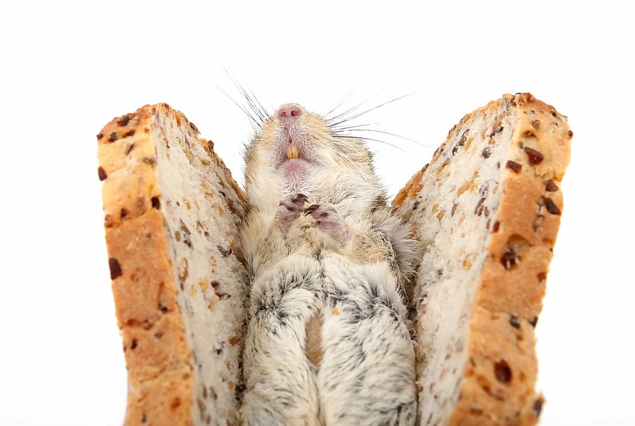 mouse in bun, animal, bread, brown, cat, close, closeup, close-up HD wallpaper