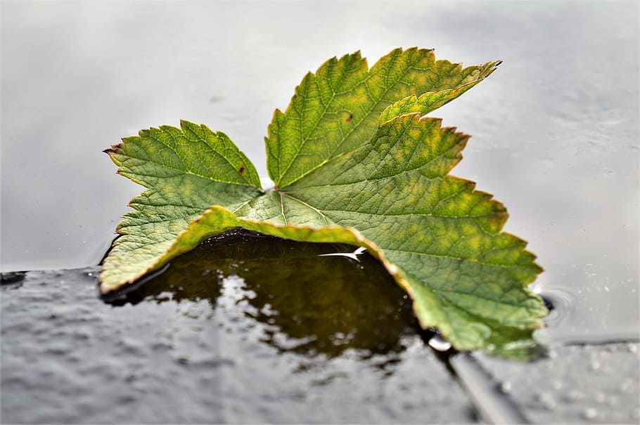sheet, currant, autumn, ice, water, leaf, plant part, nature HD wallpaper