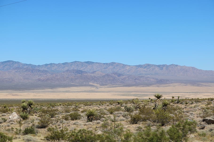 desert, plants, landscape, scenics - nature, sky, mountain HD wallpaper