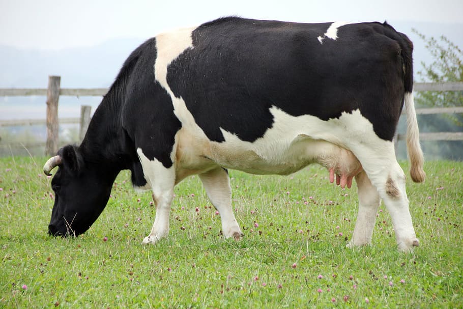 HD wallpaper: white and black dairy cow, animal, eat, pasture, graze ...