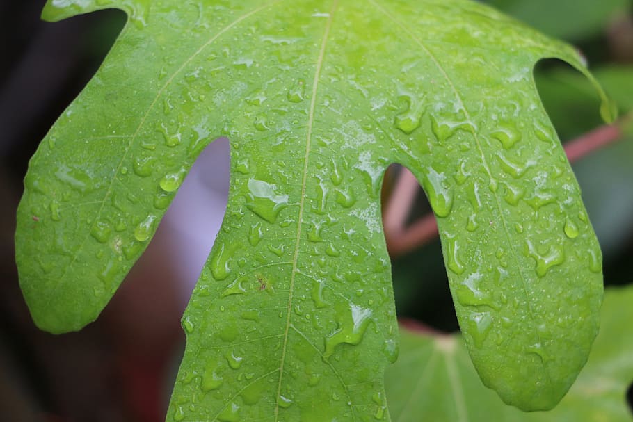 leaf, green, green leaf, plant, nature, foliage, spring, fresh HD wallpaper