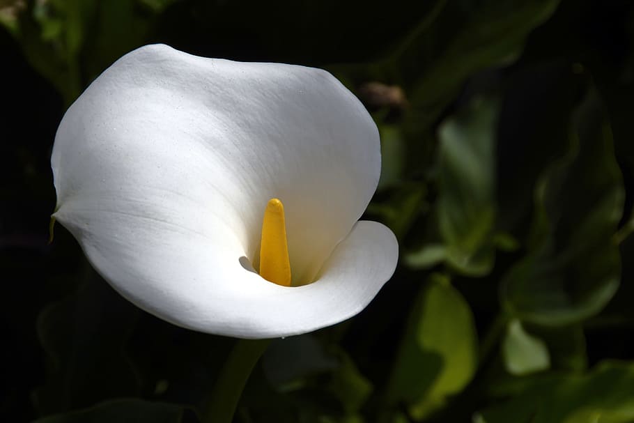 closeup photography of Calla Lily flower, flowers, white, mourning HD wallpaper