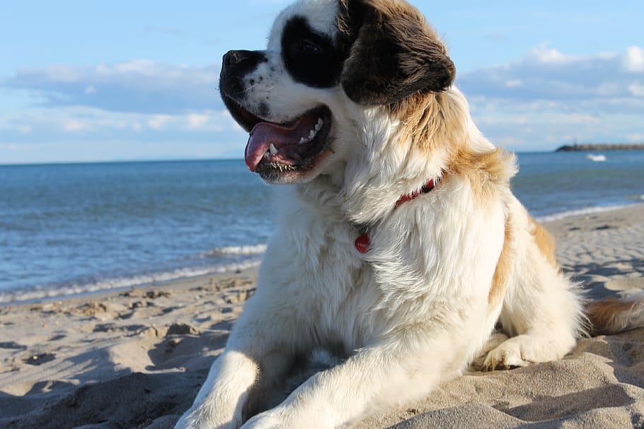 HD wallpaper: adult white and brown saint bernard on sand in beach, Dog ...