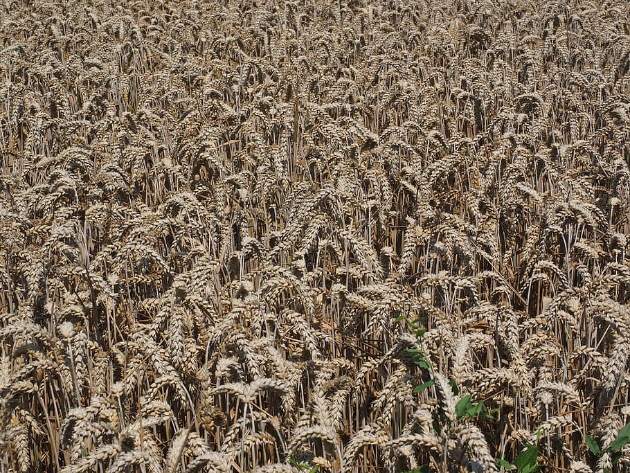 Cornfield, Wheat Field, Spike, cereals, grain, plant, food HD wallpaper