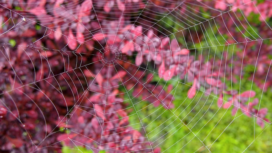 Nature, Closeup, Sprig, Macro, Cobweb, no people, outdoors HD wallpaper
