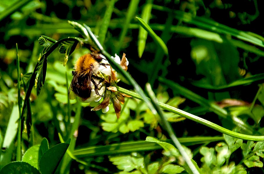 nature, plant, insect, leaf, grass, animal wildlife, animal themes HD wallpaper