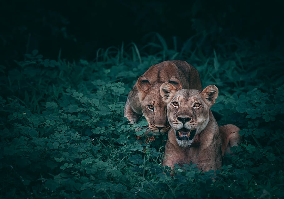 two lioness on green plants, untitled, grass, field, big cat HD wallpaper