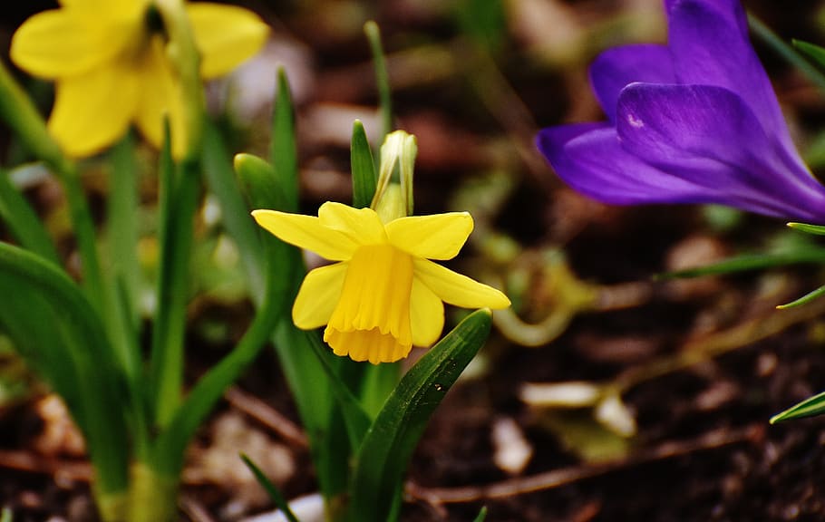 daffodils, yellow, spring, blossom, bloom, flowers, narcissus pseudonarcissus HD wallpaper