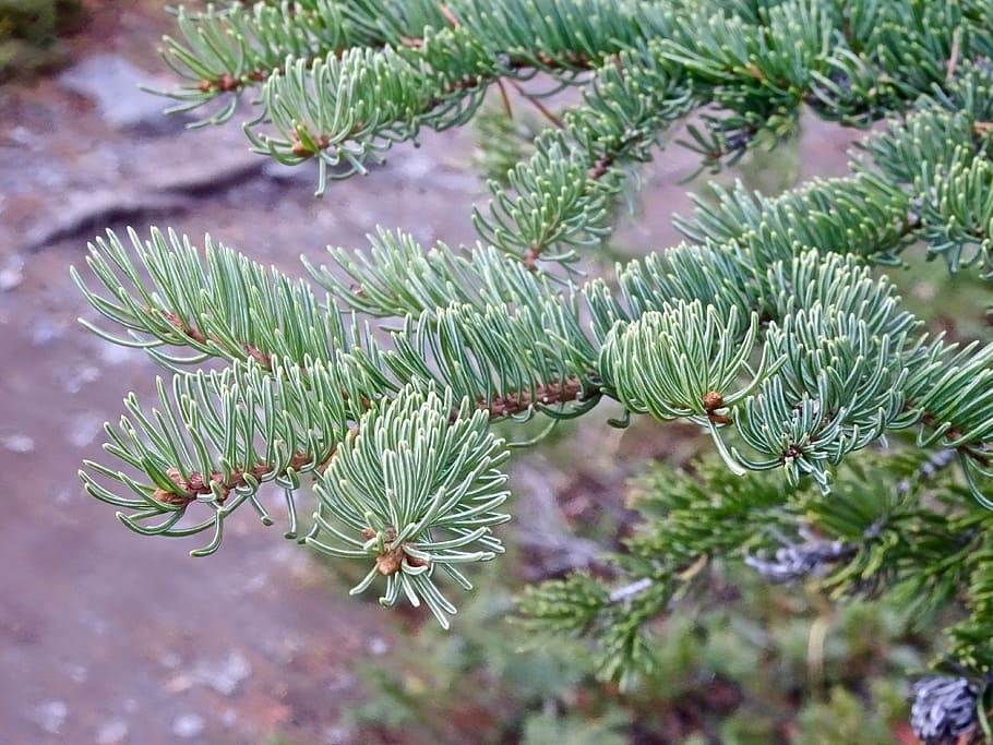 spines, branch, nature, tree, biology, fir Tree, coniferous Tree HD wallpaper
