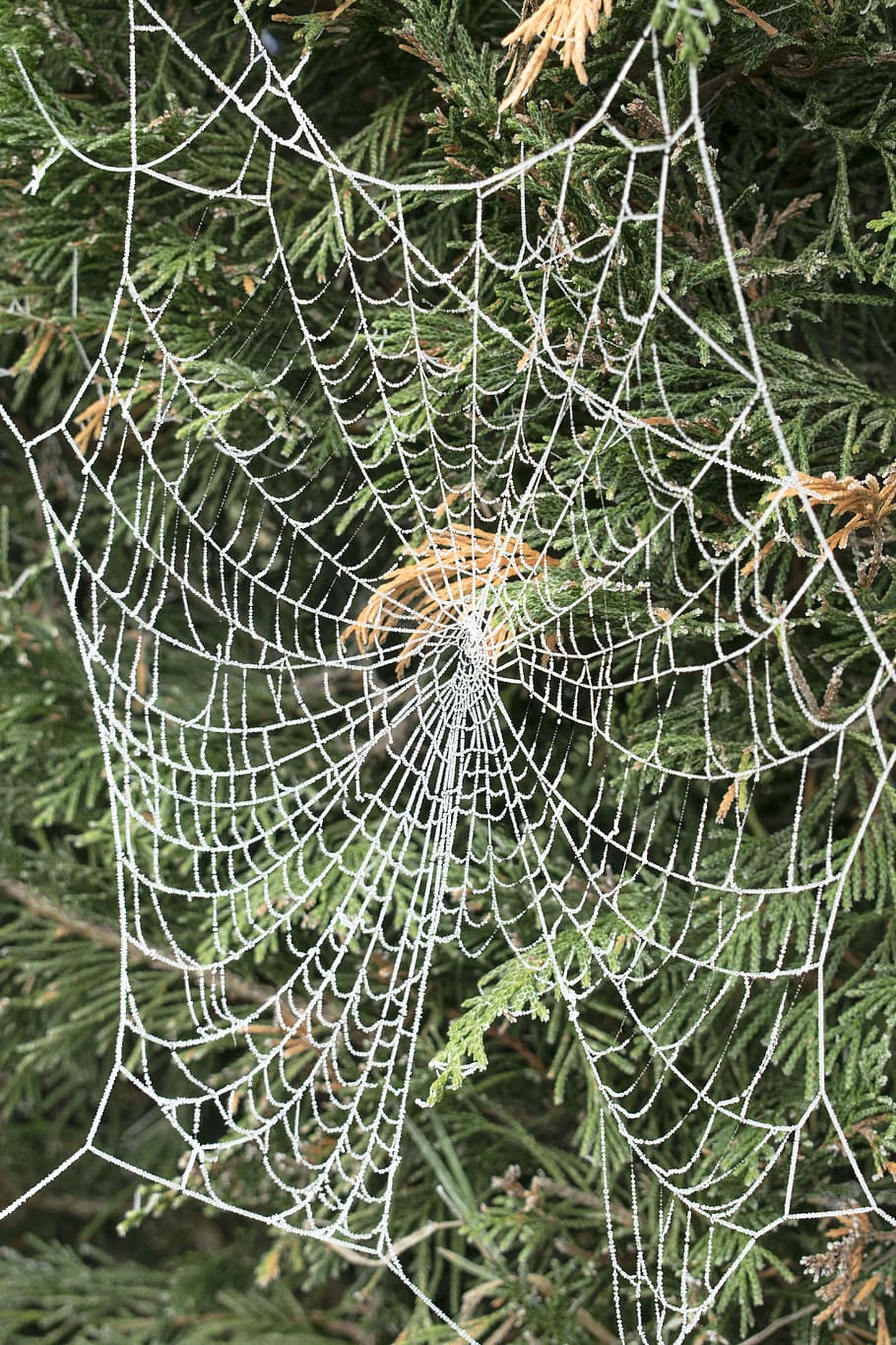 spider web, tree, ice, winter, frozen, fragility, close-up HD wallpaper