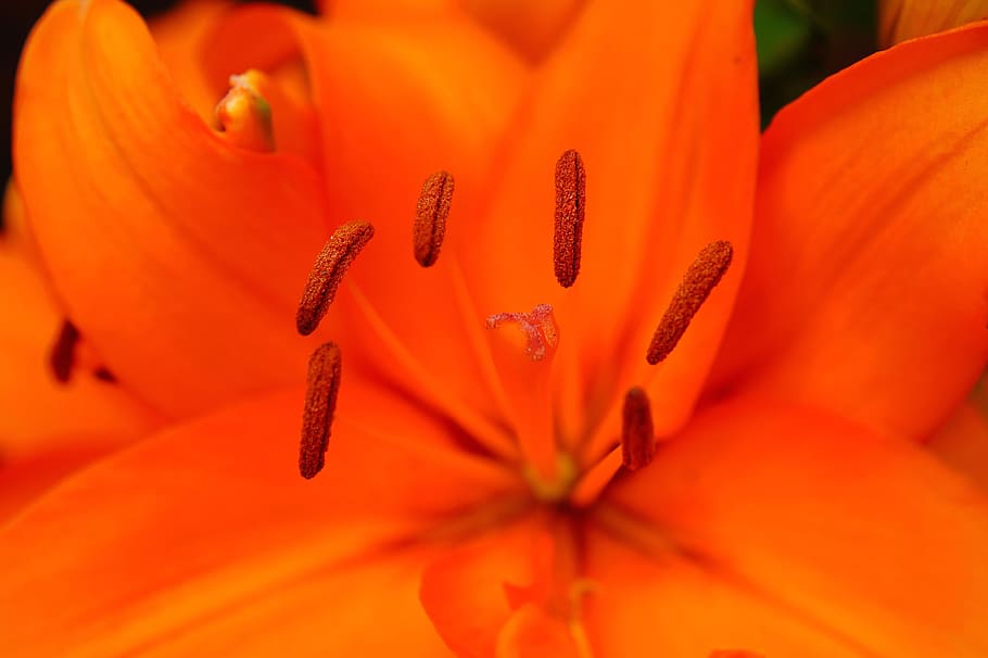 flower, blossom, bloom, orange, bright, pistil, filigree, macro HD wallpaper