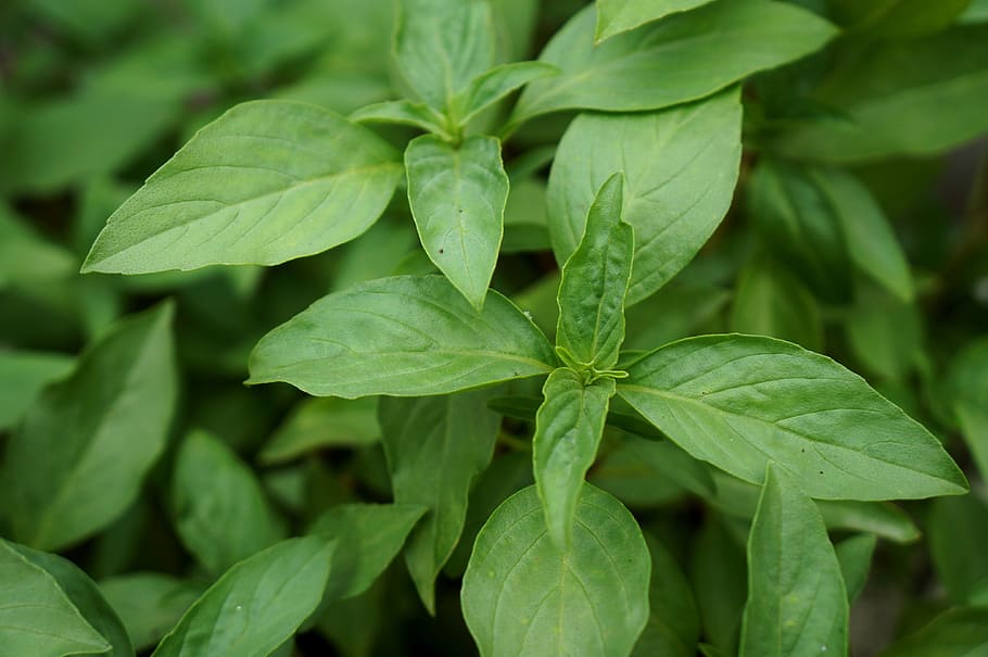 herbs, basil, greens, leaf, plant part, green color, growth HD wallpaper