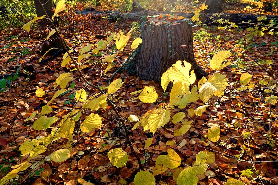 forest, tree trunk, leaves, autumn scene, golden glow, golden light HD wallpaper