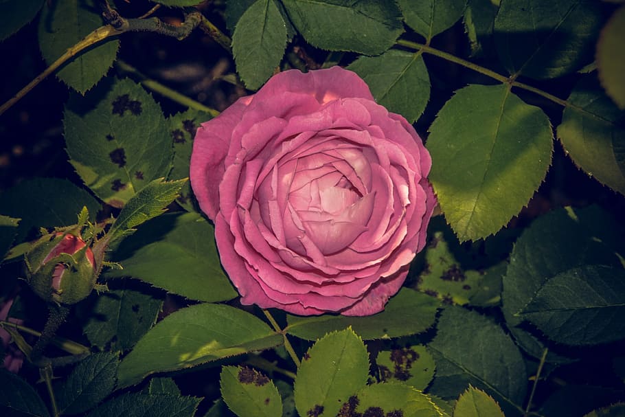 rose, blossom, bloom, close, rosaceae, velvet, flower stalk HD wallpaper