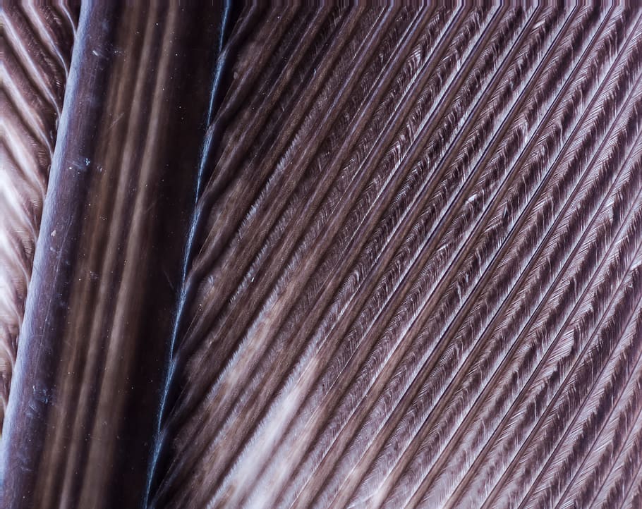 Turkey, Feather, Spring, Bird, turkey feather, bird feather HD wallpaper