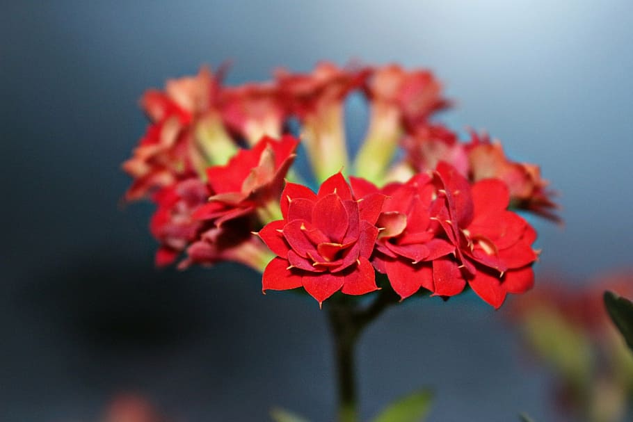 kalanchoe, flowers, spring, red, petal, nature, fragility, beauty in nature HD wallpaper