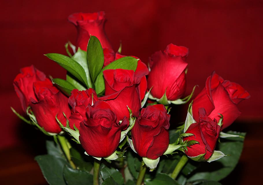 roses, red, flowers, flora, perennial, rosaceae, love, romance HD wallpaper