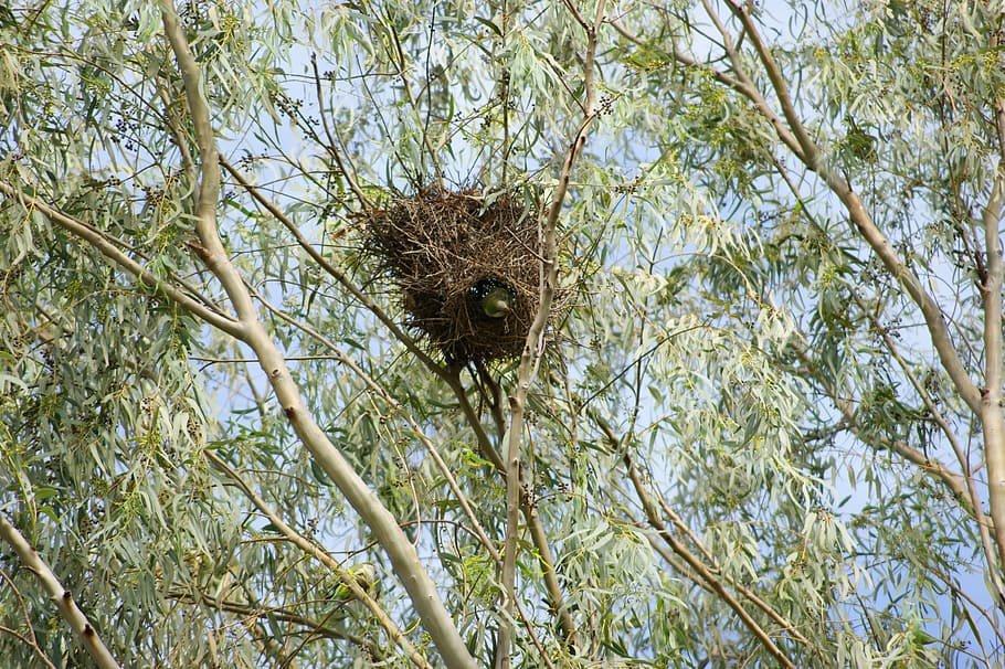 monk parakeet, parrot, bird, tree, nest, paraguay, south america HD wallpaper