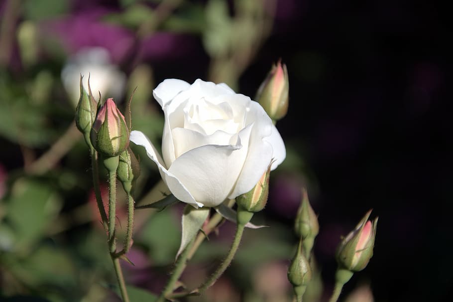 selective focus photography of white rose flower at daytime HD wallpaper