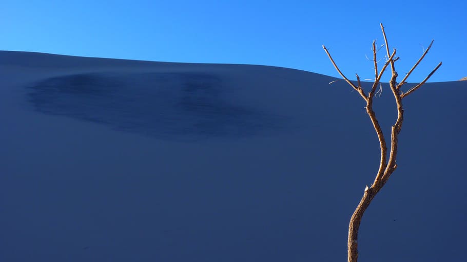 wood branch on desert, dune, sand, tree, lonely, andes, mountains HD wallpaper
