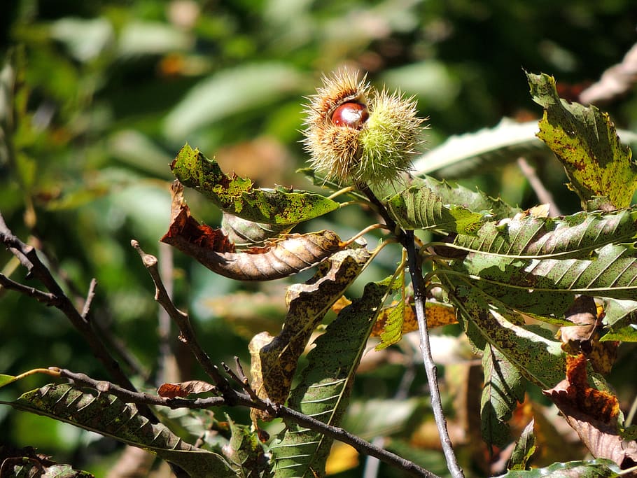 Chestnut, Open, Tree, Nature, autumn, plant, leaf, close-up HD wallpaper