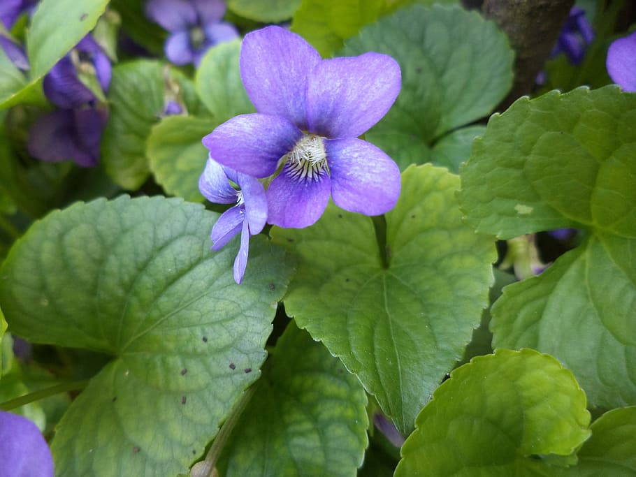 Violets, Flowers, Nature, Spring, plant, flora, growth, purple HD wallpaper