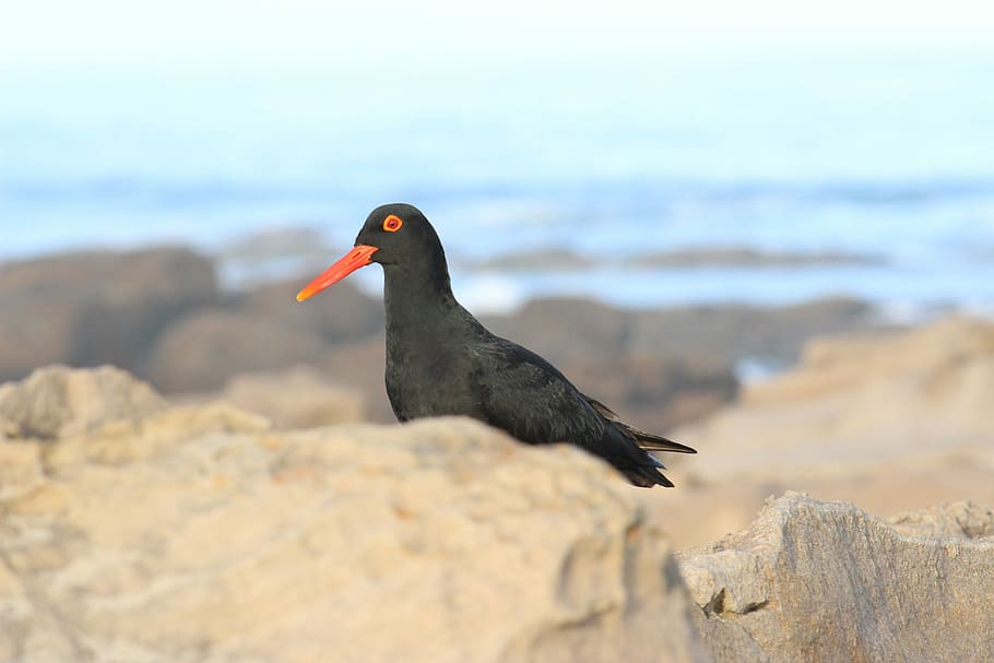 shallow focus photograpy of black bird, rock, coast, mountain HD wallpaper