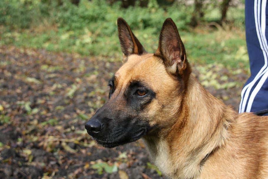 malinois, belgian shepherd dog, bitch, one animal, animal themes HD wallpaper
