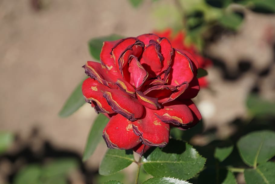 rose, samba, rosaceae, red, purple, velvet, blossom, bloom HD wallpaper